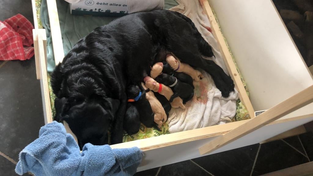 Prachtige labrador x golden retiever pups, Parvo, 8 tot 15 weken, Labrador retriever, Meerdere