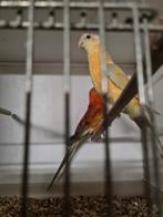 Koppel roodruggen, Dieren en Toebehoren, Vogels | Kanaries, Meerdere dieren, Kleurkanarie