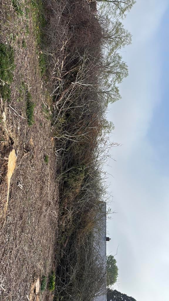 Gratis snoei takken, Ophalen