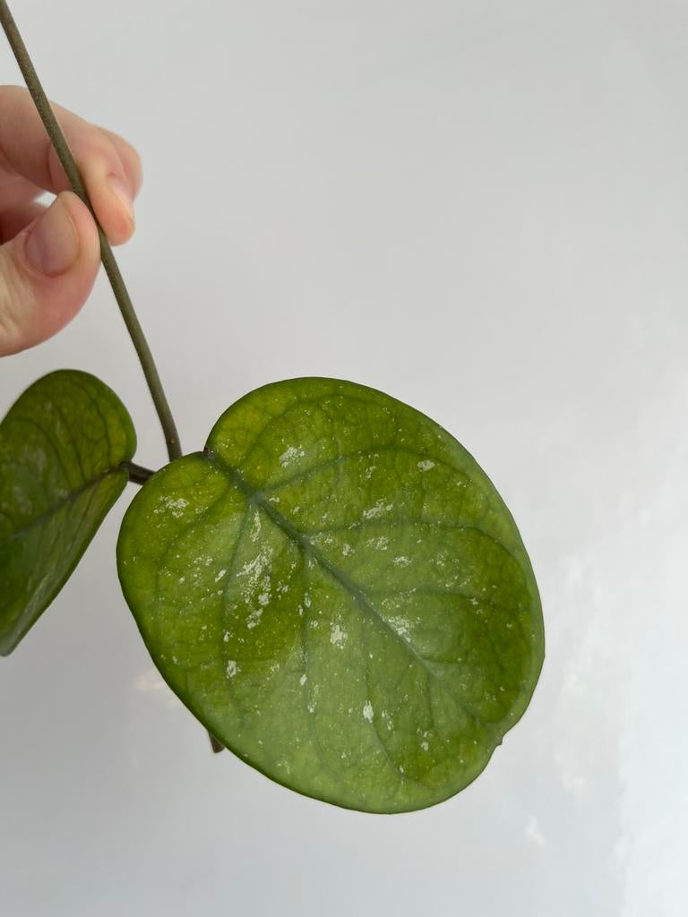 Hoya Bonii stekje, Ophalen, Halfschaduw, Minder dan 100 cm