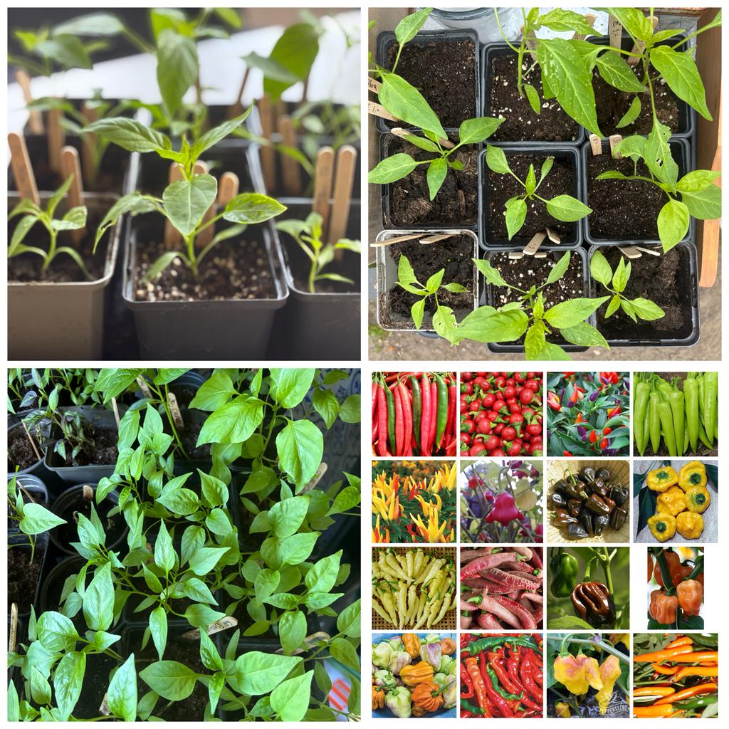 Peper plantjes diverse soorten van mild tot extreem heet ️, Ophalen