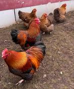 Orpington goud zwartgezoomd / meerzomig patrijs., Dieren en Toebehoren, Geslacht onbekend, Kip