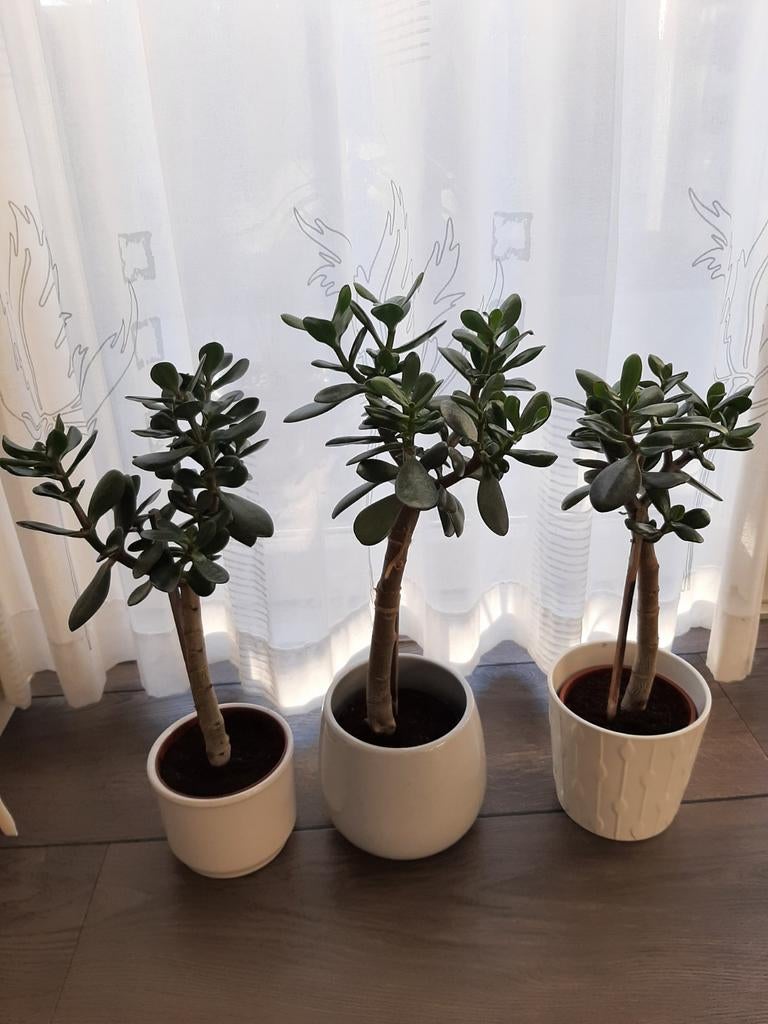 Bonsai Crassula's Ovata op stam, Ophalen of Verzenden, Halfschaduw, Minder dan 100 cm