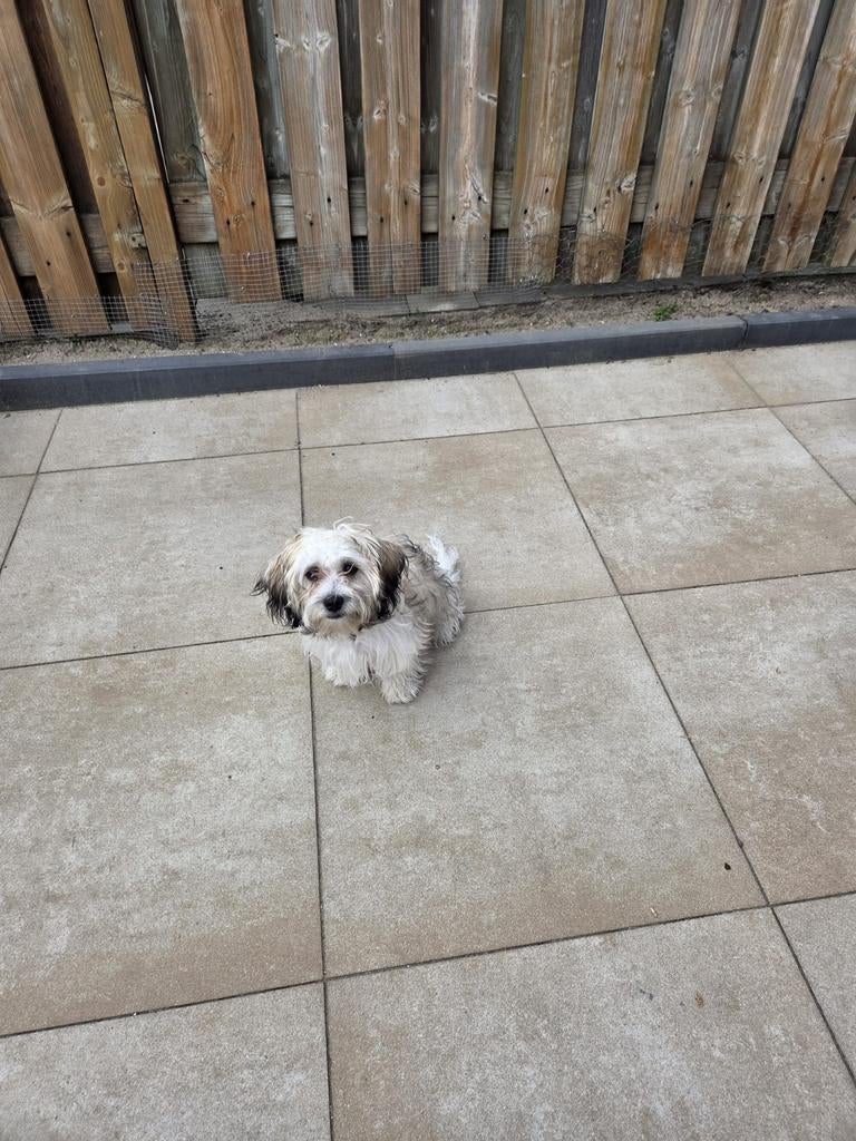 Boomerpup bijna 7 maanden, Dieren en Toebehoren, Parvo, 15 weken tot 1 jaar, Overige rassen, Teef