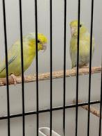 Mooi koppel forpussen, Dieren en Toebehoren, Meerdere dieren, Parkiet