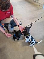 Labradoodle x Italiaanse windhond Pup, Dieren en Toebehoren, Honden | Niet-rashonden, Parvo, Reu, 8 tot 15 weken, Eén hond