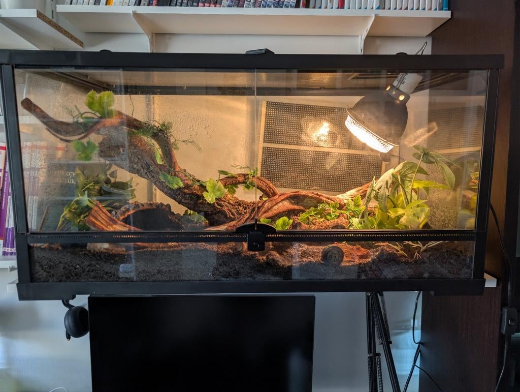 Ballpython met Terrarium Compleet! Ball Python - unknown for sale from Anon