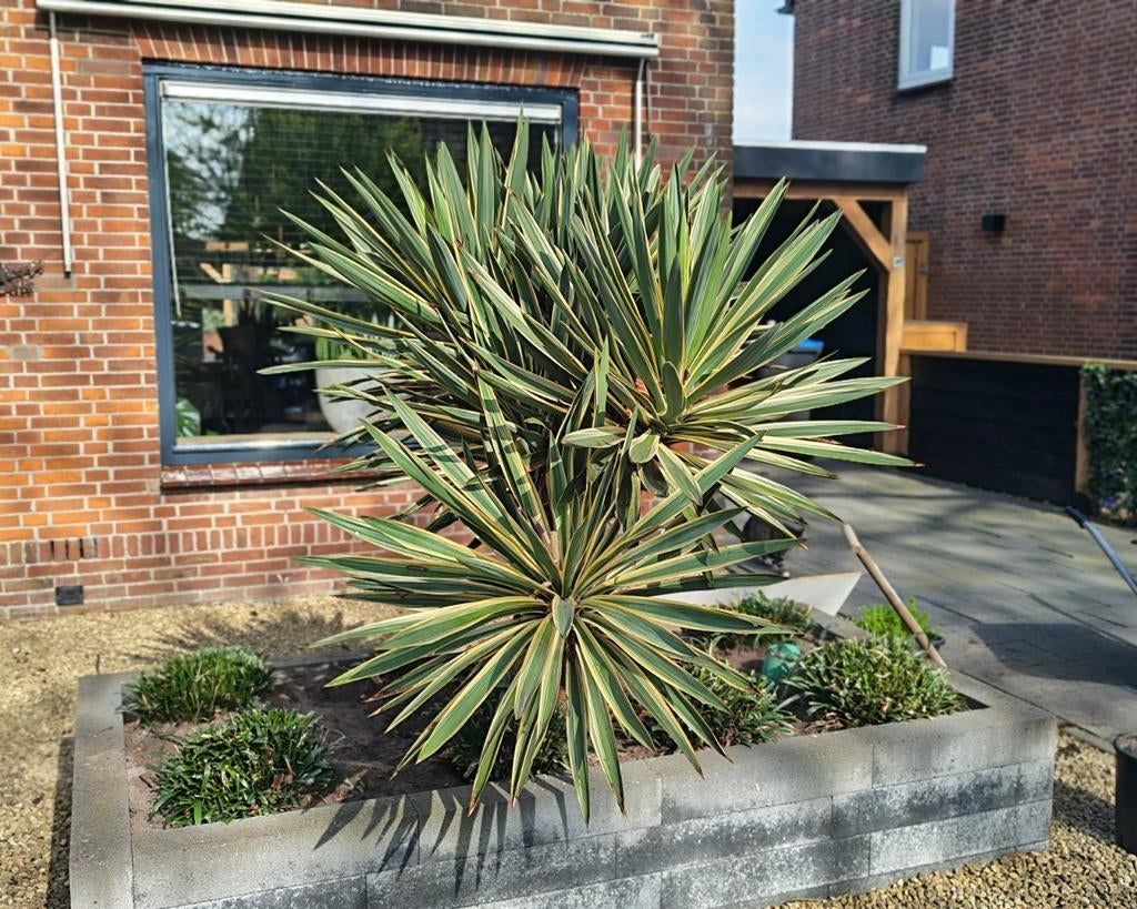 Yucca Gloriosa Variegata, Ophalen of Verzenden, Gehele jaar, Volle zon
