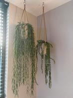 Set van 2 realistische kunst hangplanten, Ophalen of Verzenden, Zo goed als nieuw, Binnen