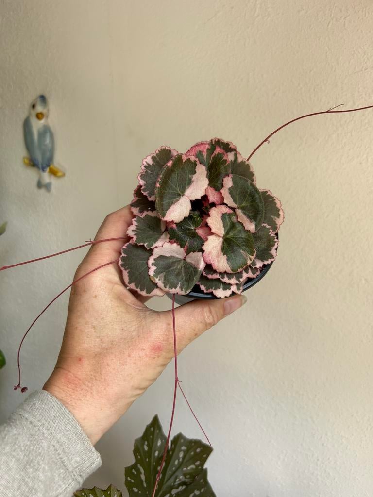 Saxifraga stolonifera variegata, Ophalen of Verzenden, Halfschaduw, Minder dan 100 cm