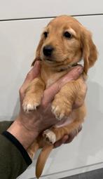 Cream teckel reutje, Dieren en Toebehoren, Parvo, België, Particulier, Reu