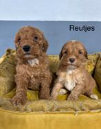 Labradoodle pups medium, Nederland, Overige rassen, 8 tot 15 weken, Meerdere