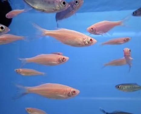 Giant danio Orange - Danio aequipinnatus - Koidream Valburg, Dieren en Toebehoren, Vissen | Aquariumvissen, Vis, Zoetwatervis