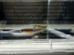 Endler guppy’s campoma nr.3, Dieren en Toebehoren, Vis