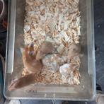 Baby Goud Hamsters, Dieren en Toebehoren, Knaagdieren, Hamster, Februari, Meerdere dieren, Tam