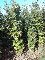 GROTE GROENE BEUKENHAAG planten Fagus Sylvatica bladhoudend, Ophalen, Beukenhaag, Haag, 250 cm of meer