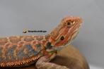 Baardagamen, Dieren en Toebehoren, Reptielen en Amfibieën, Hagedis, 0 tot 2 jaar