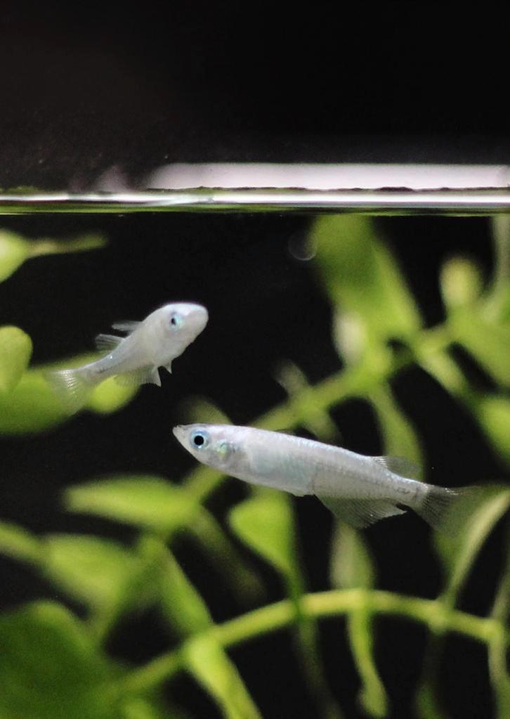 +- 2 De Medaka White - Japanse rijstvis, Dieren en Toebehoren, Vissen | Aquariumvissen, Zoetwatervis, Vis, Schoolvis