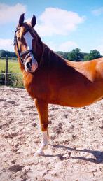 Bijrijder gezocht!, Dieren en Toebehoren, Paarden en Pony's | Overige Paardenspullen, Ophalen of Verzenden