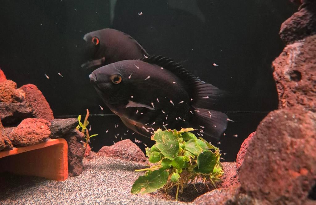 Te koop bewezen kweekkopppel heros rotkeil vrouw mag los, Vis, Zoetwatervis