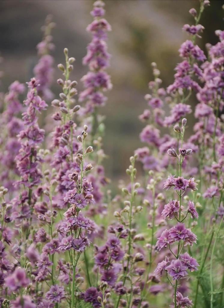 Ridderspoor - Delphinium consolida 'Smokey Lavender', Ophalen of Verzenden, Volle zon