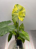 Alocasia Gageana Aurea Variegata met pups en knollen, Ophalen, Overige soorten, Halfschaduw, In pot