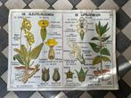 Vintage MDI papieren dubbelzijdige biologie schoolplaten., Ophalen of Verzenden, Natuur en Biologie
