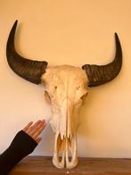 XXL Echte buffelschedel schedel kop buffel stier stierenkop, Ophalen of Verzenden, Zo goed als nieuw