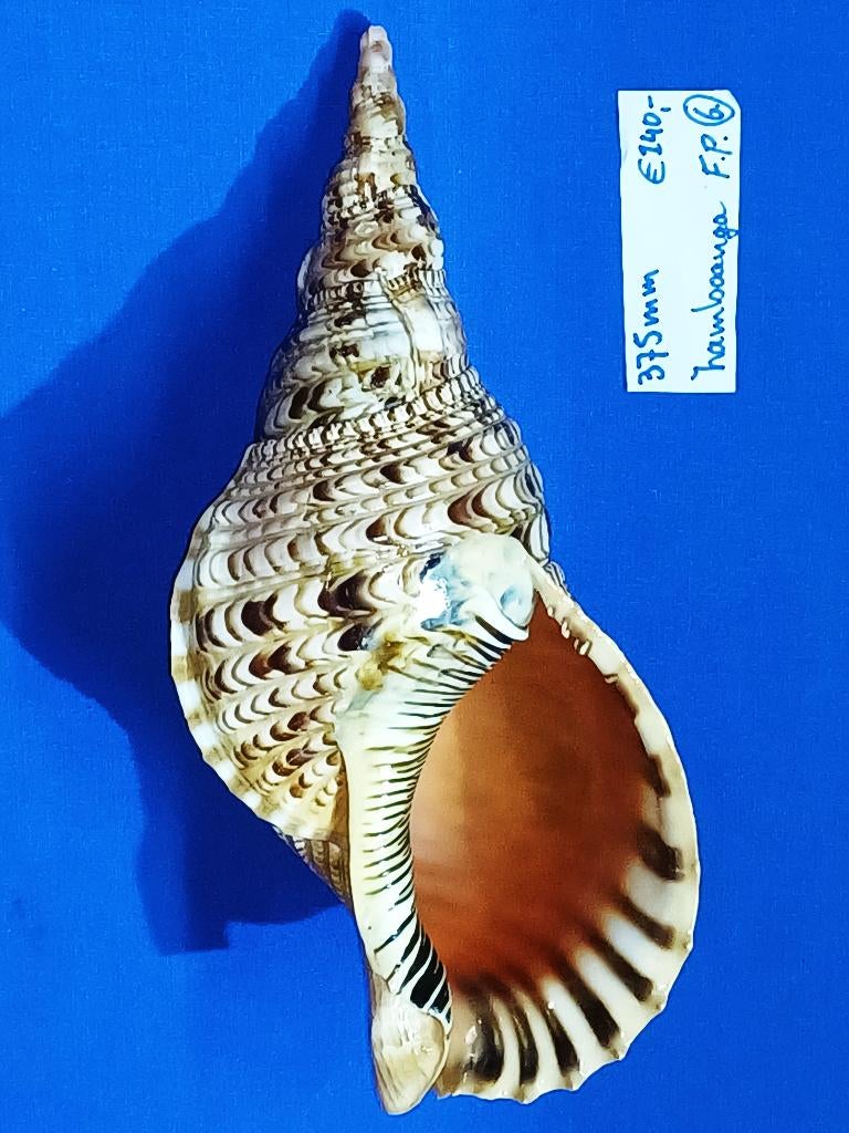 Schelpen, Charonia tritonis, Ophalen of Verzenden, Schelp(en)