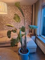 Strelitzia Nicolai, Ophalen, Halfschaduw, In pot, 150 tot 200 cm