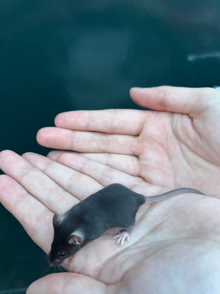 Leuke gekleurde muisjes te koop, Dieren en Toebehoren, Knaagdieren, April, Meerdere dieren, Muis