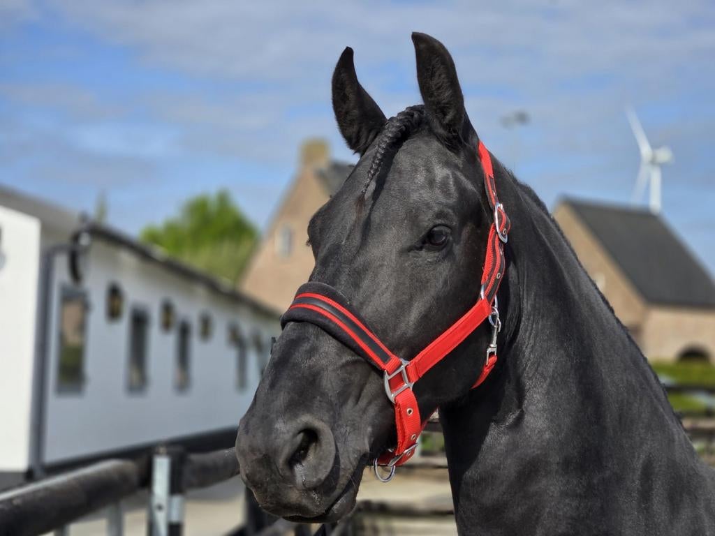 Werkwillige Friese Merrie Topper onder zadel en voor rijtuig, Merrie, Met stamboom, Dressuurpaard, 3 tot 6 jaar