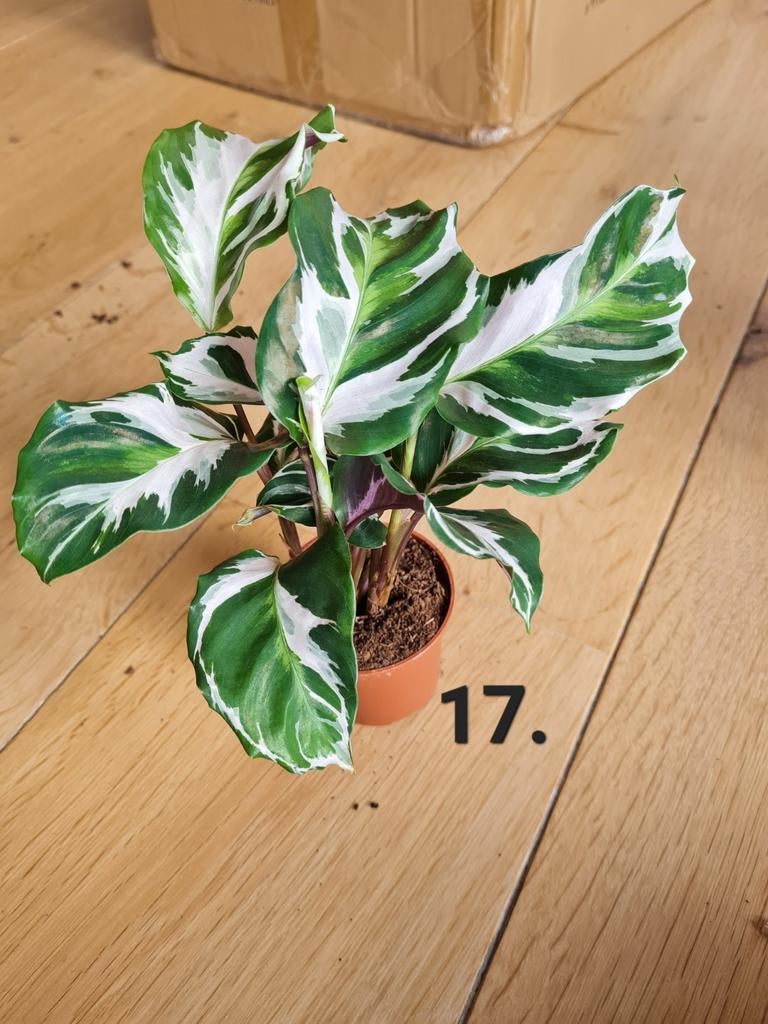 Calathea White fusion, kamerplantje, Ophalen of Verzenden, Halfschaduw, Minder dan 100 cm