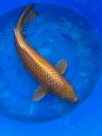 Koi 30-40 cm, Karper of Koi