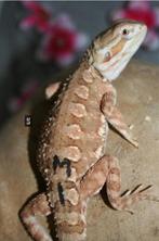GEVRAAGD! dwerg baardagaam, Dieren en Toebehoren, Reptielen en Amfibieën, Hagedis, 0 tot 2 jaar