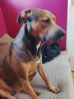 Puppy, Dieren en Toebehoren, Honden | Niet-rashonden, 8 tot 15 weken, Meerdere, Meerdere dieren, Middel