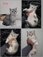 britse korthaar kitten (silver color), Poes, Met stamboom, 0 tot 2 jaar