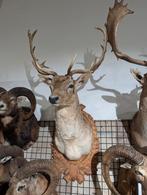 opgezet damhert shoulder borst preparaat hert, Ophalen of Verzenden, Nieuw, Opgezet dier