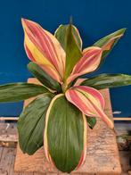 Cordilyne Marshmallow Queen p12, Huis en Inrichting, Ophalen of Verzenden, Halfschaduw, Minder dan 100 cm