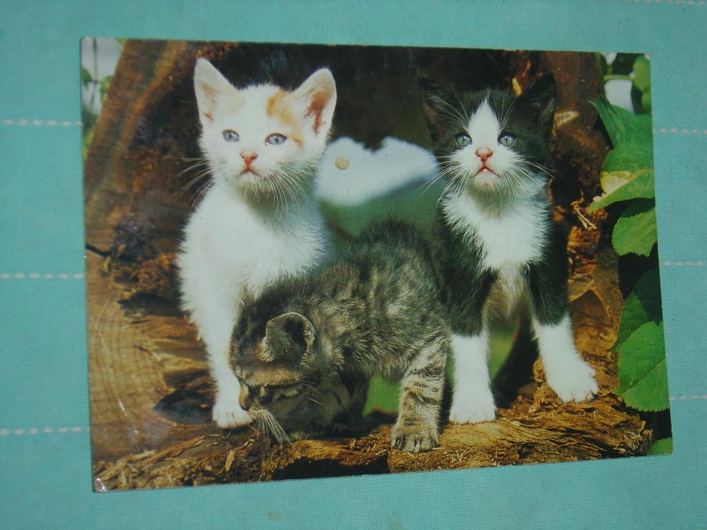 21) kleuren ansichtkaart Poezen, Ophalen of Verzenden, Gelopen, Hond of Kat
