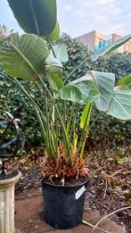 Strelitzia Reginae XL - Paradijsvogelplant, Tuin en Terras, Planten | Tuinplanten, Volle zon, Vaste plant, Bloeit niet, Ophalen