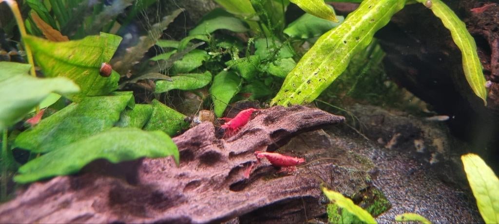 Red fire rode garnalen 40 stuks, Dieren en Toebehoren, Vissen | Aquariumvissen, Kreeft, Krab of Garnaal, Zoetwatervis