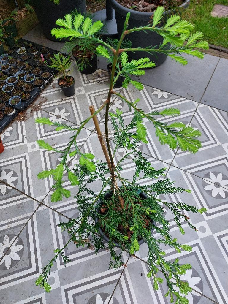 Kust mammoetboom - sequioa sempervirens, Halfschaduw, Overige soorten, Minder dan 100 cm, Ophalen