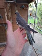 Jonge valkparkiet om evt  tam te maken, Dieren en Toebehoren, Vogels | Parkieten en Papegaaien, Geslacht onbekend, Parkiet, Tam