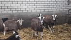 Toggenburger geiten TE KOOP, Dieren en Toebehoren, Schapen, Geiten en Varkens, Vrouwelijk, Geit, 0 tot 2 jaar