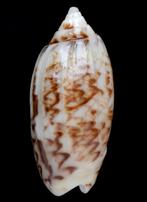 Oliva reclusa 27,2mm (F++/Gem) Aruba 2026, Ophalen of Verzenden, Fossiel