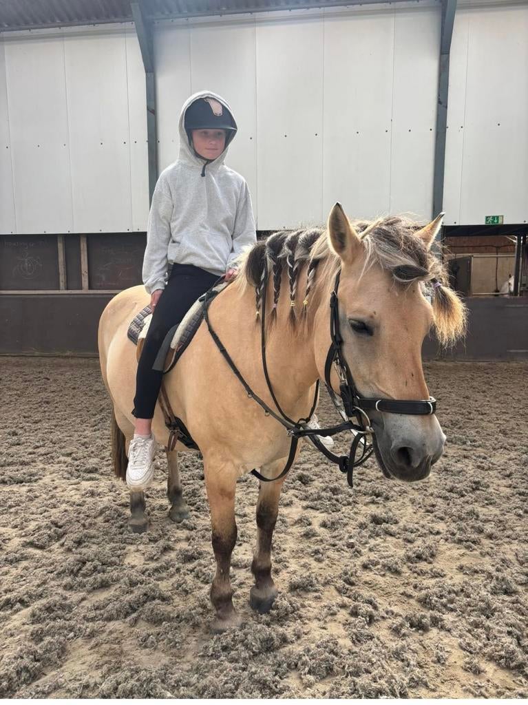 VERZORG PAARD GEZOCHT, Ophalen of Verzenden, Zo goed als nieuw