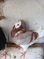 Tamme duiven, Meerdere dieren, Kleurkanarie