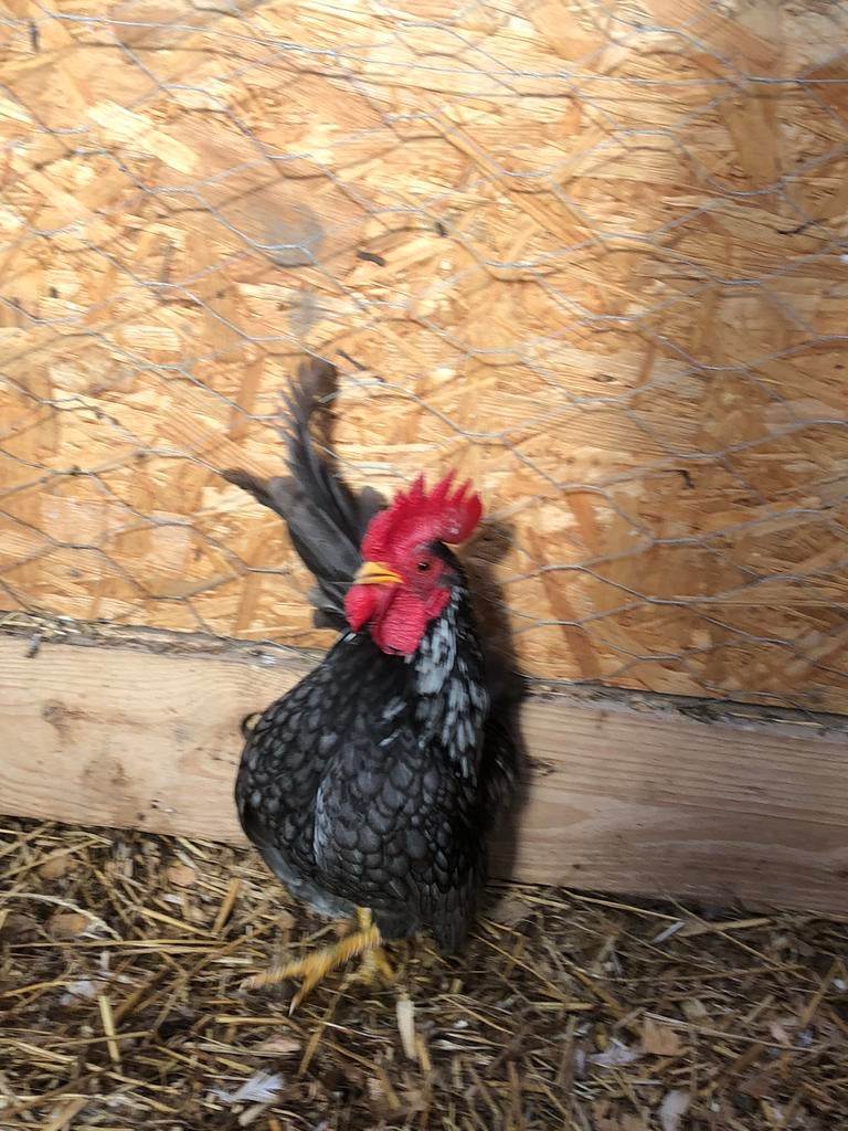 Aangeboden kleine krielkippen, Dieren en Toebehoren, Pluimvee, Vrouwelijk, Kip