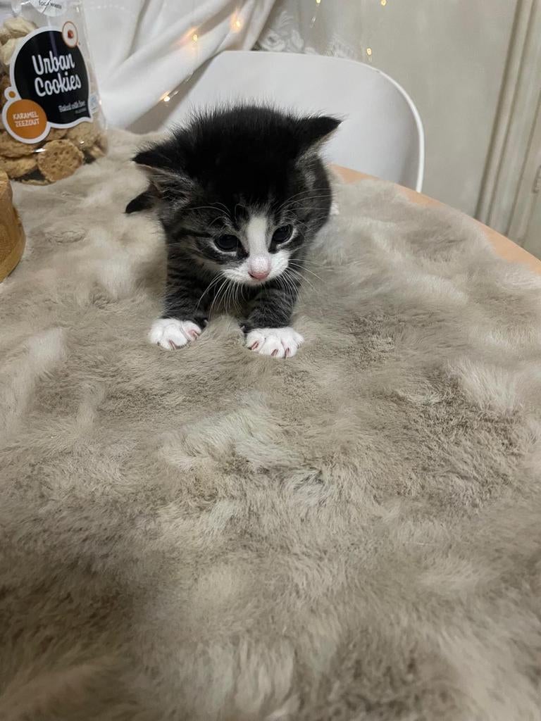 Vier kittens te koop, Dieren en Toebehoren, Meerdere dieren